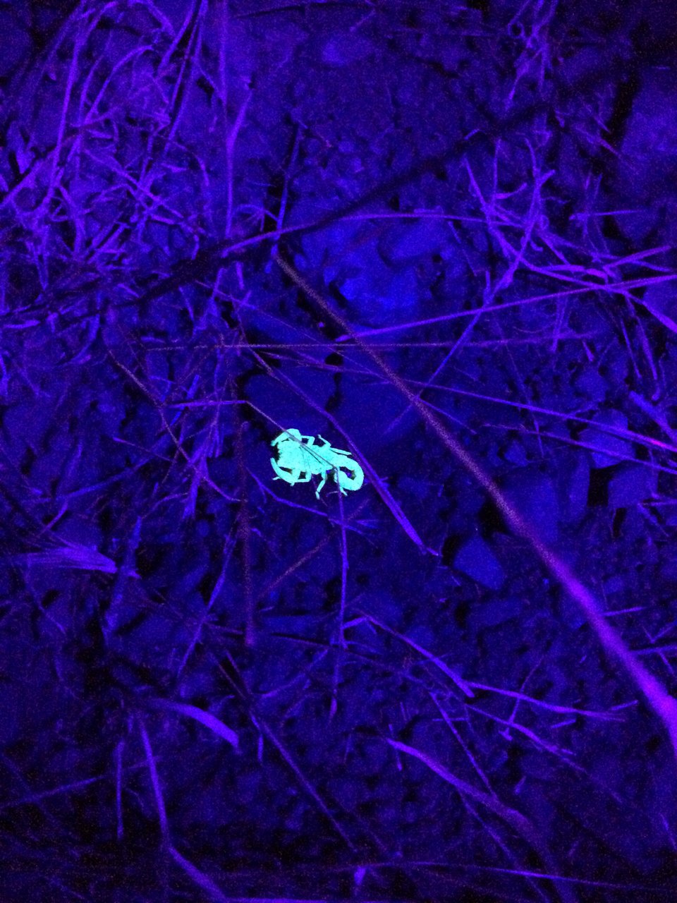 Scorpion 13- With UV