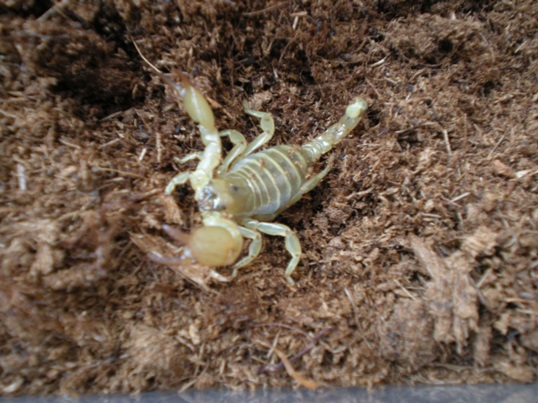 scorpion maurus palmatus