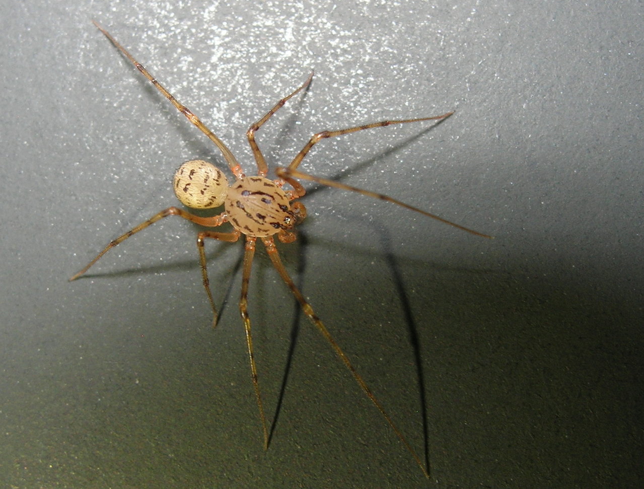 Scytodes thoracica (spitting spider)