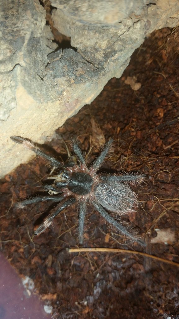 Seciropelma Sp. Bajos