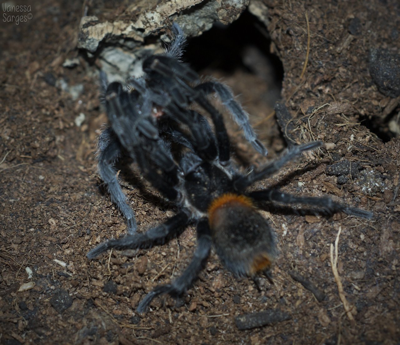 Second Successful Euathlus sp. Red Pairing