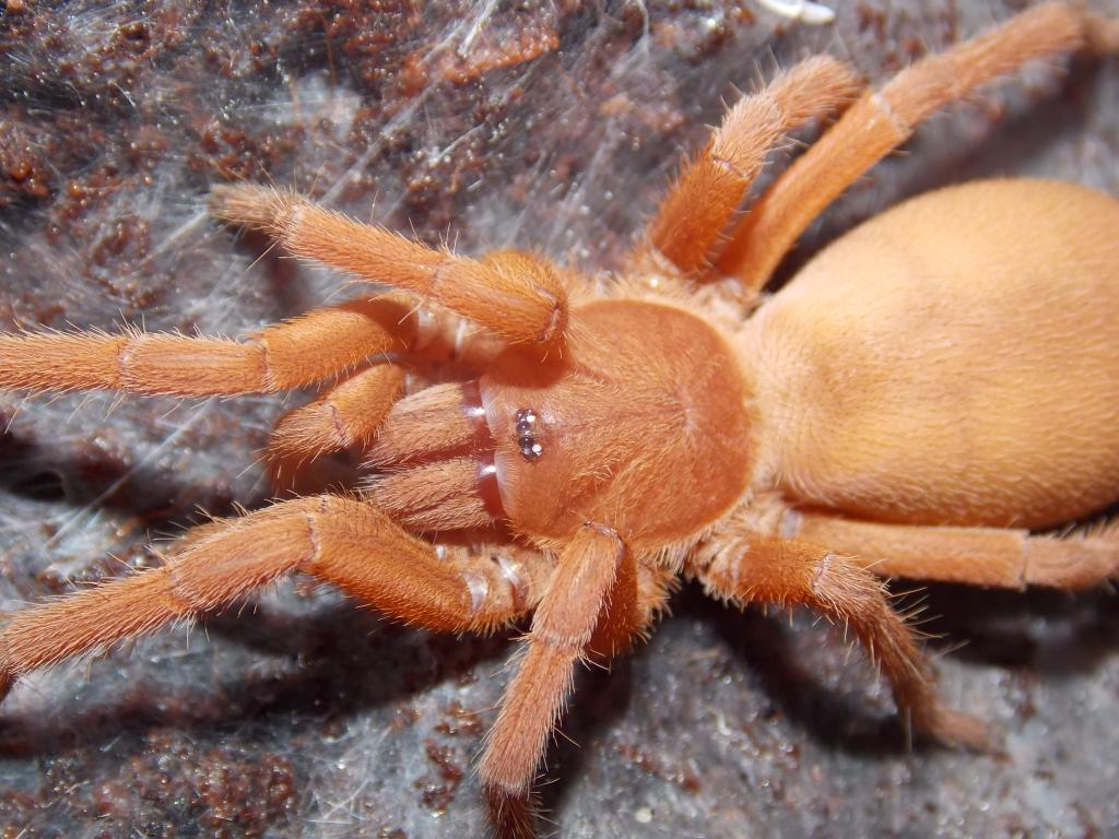 Selenobrachys philippinus