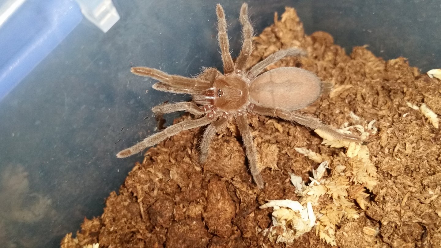 Selenotypus Platinum