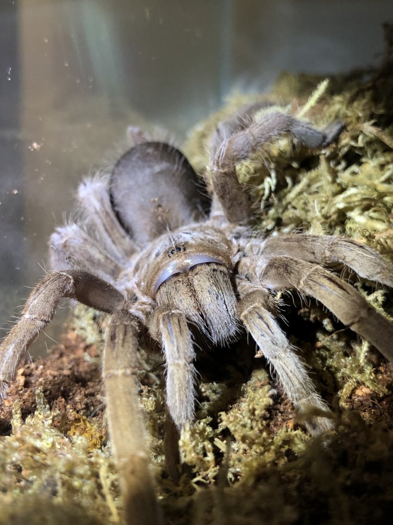 Selenotypus Sp “Carbine”