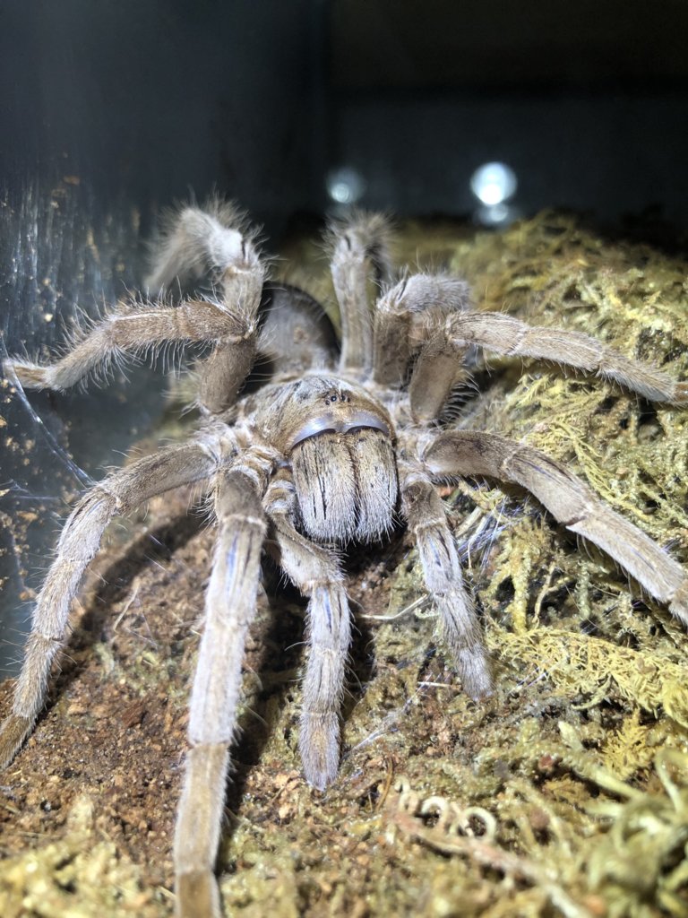 Selenotypus Sp “Carbine”