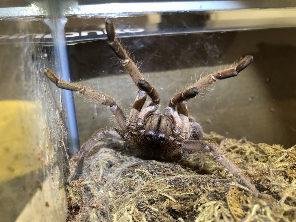 Selenotypus Sp Goddess