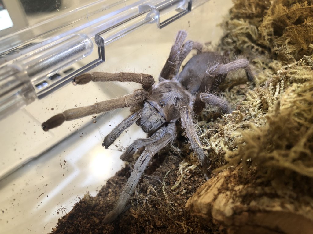 Selenotypus Sp Goddess