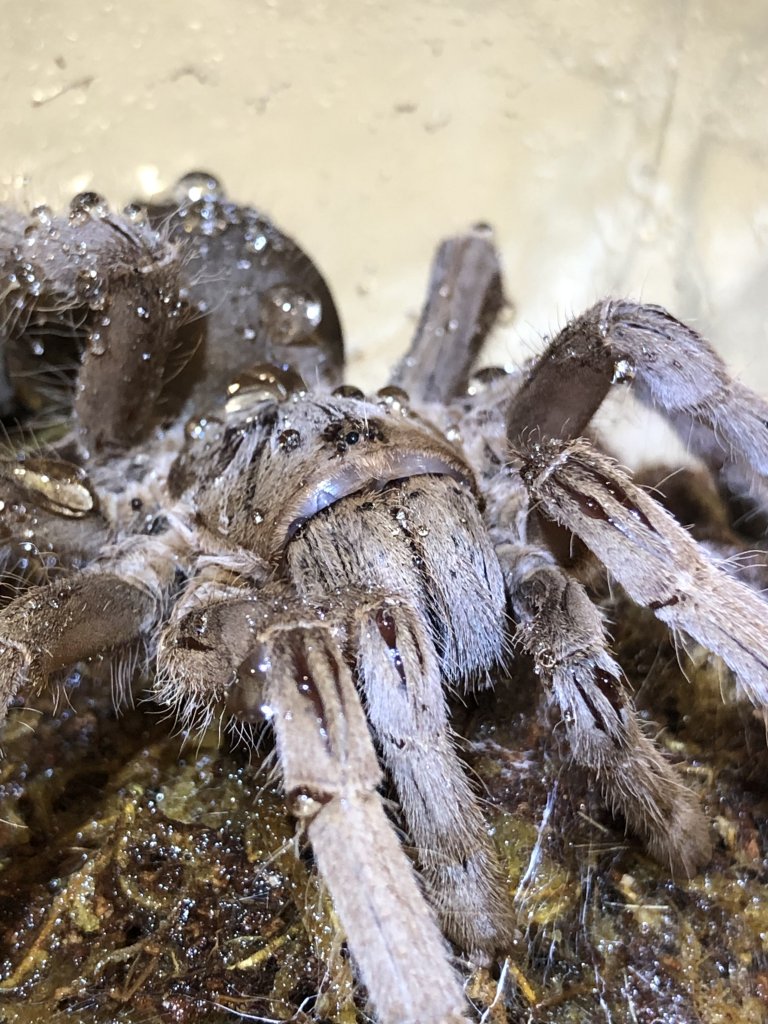 Selenotypus Sp Goddess