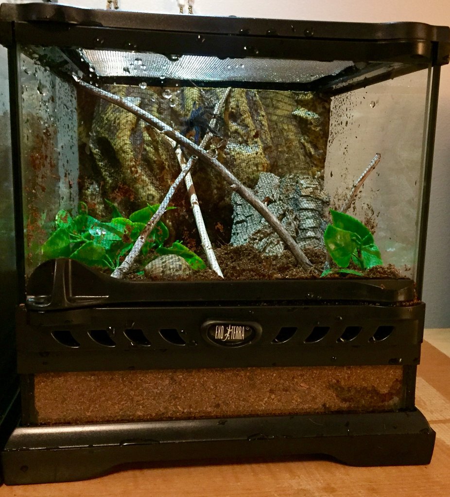 Semi arboreal/webbing enclosure for female GBB