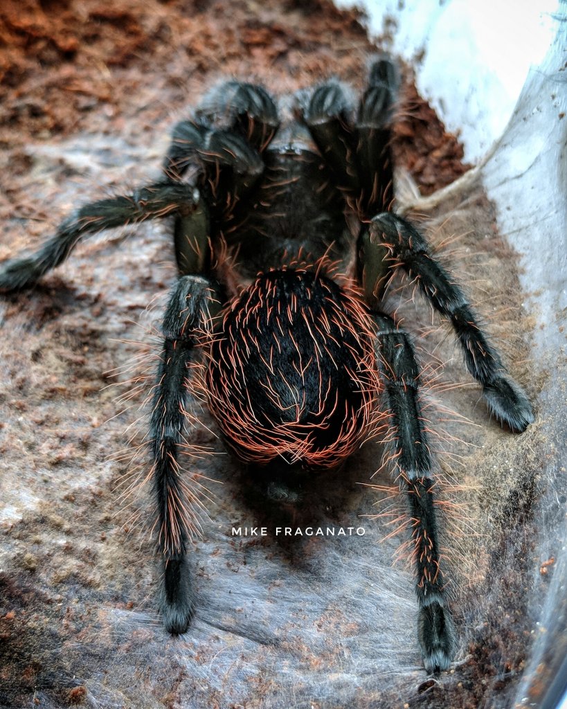 Sericopelma angustum