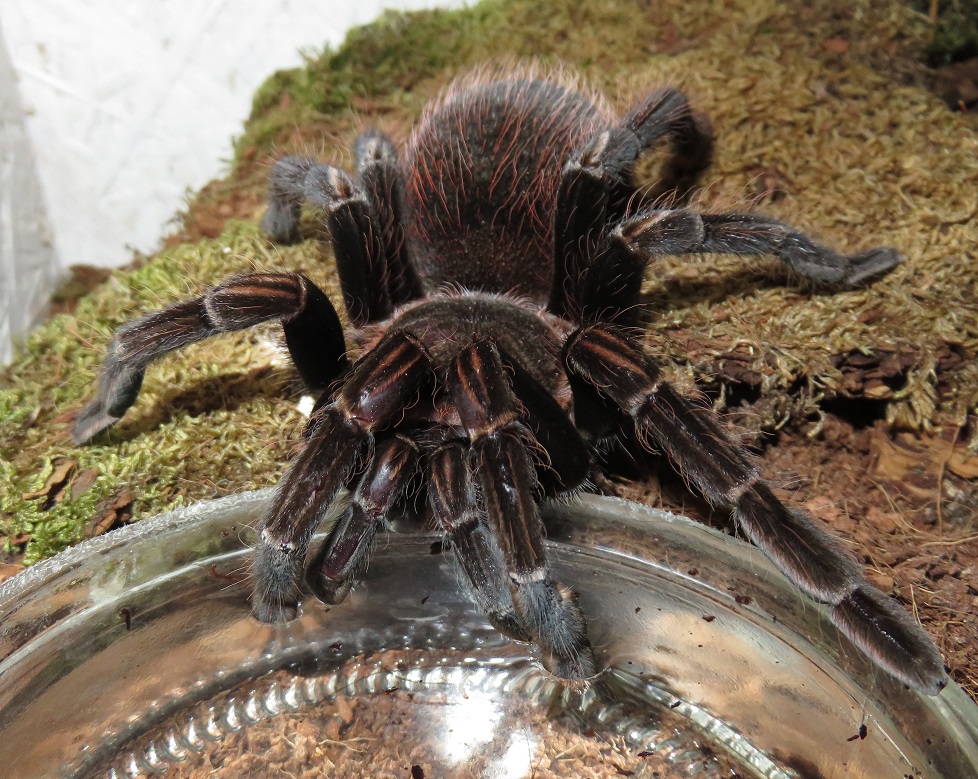 Sericopelma generala