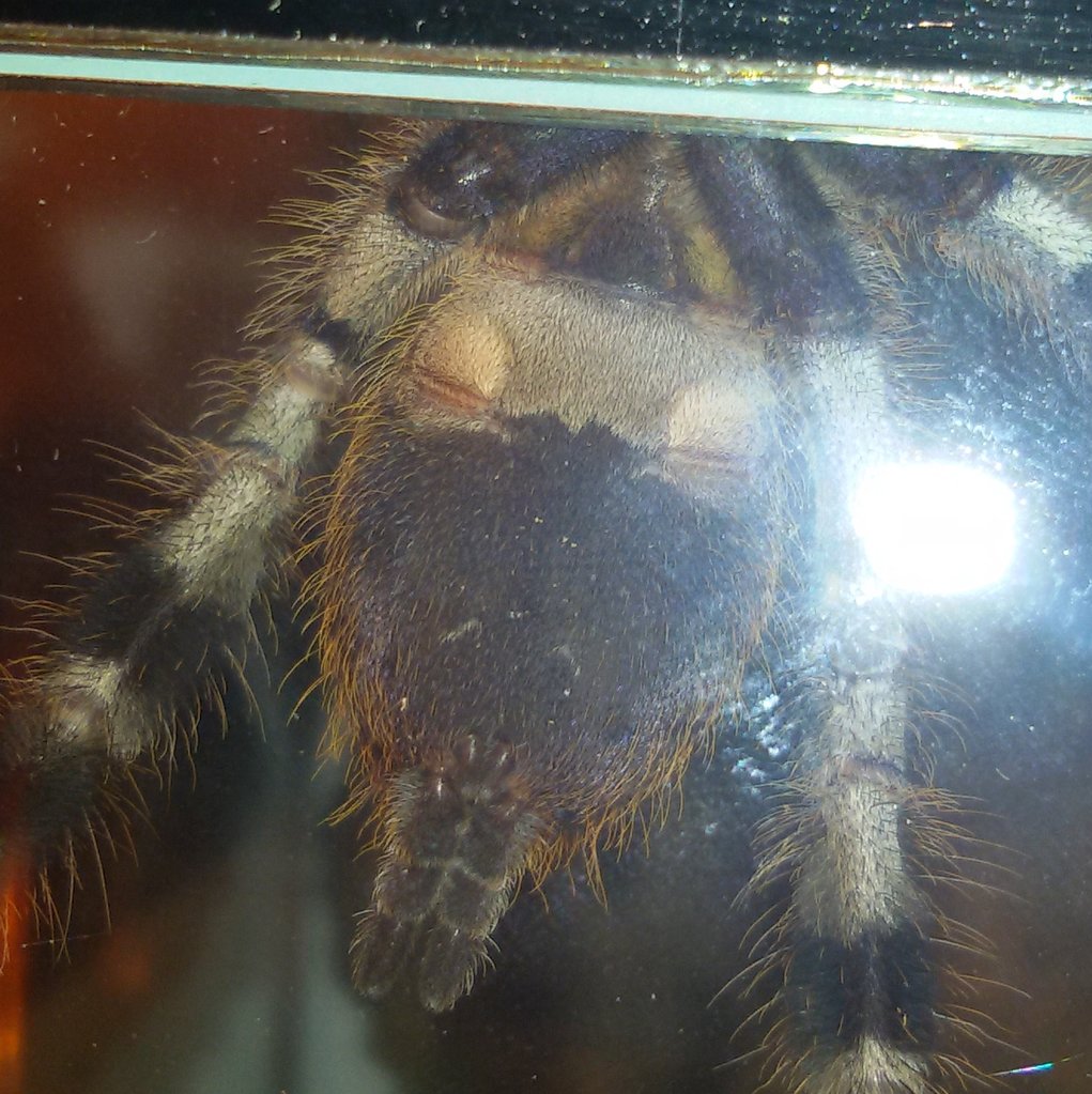 Sex my P. regalis, please!