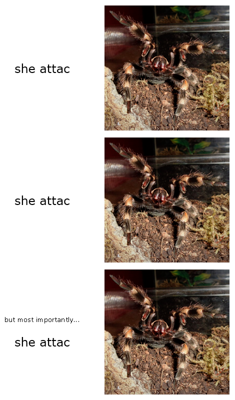 She Attac