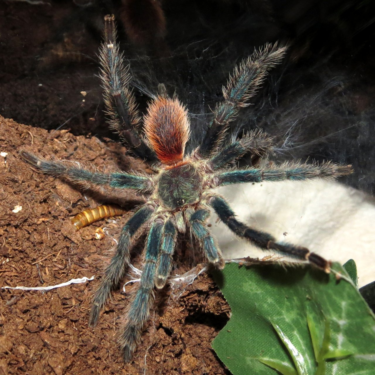 Silver Fox (♂ Dolichothele diamantinensis 3")