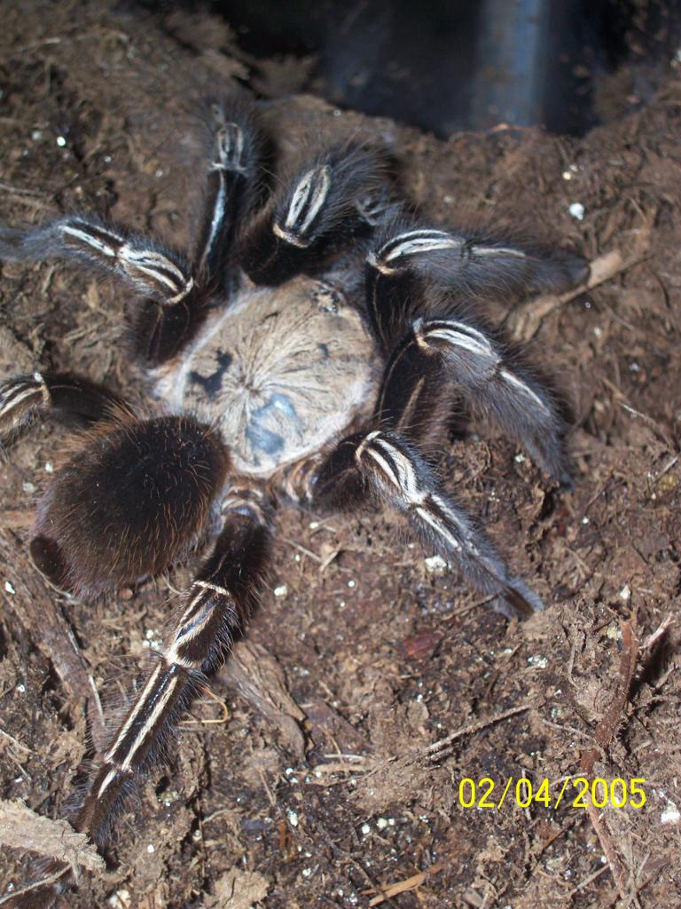 Skeleton Tarantula (Ephebopus murinus)