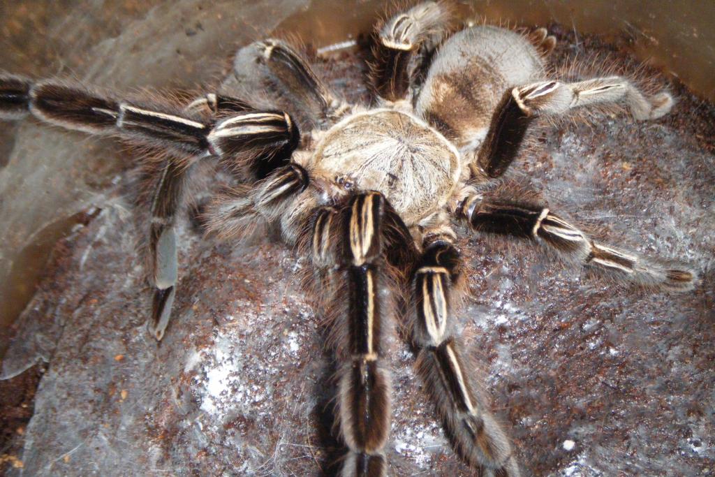 Skeleton Tarantula (Ephebopus murinus)