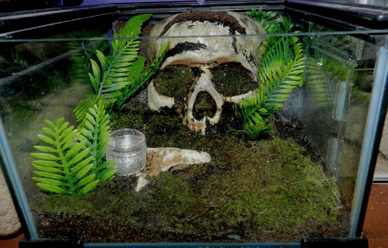 Skull enclosure.