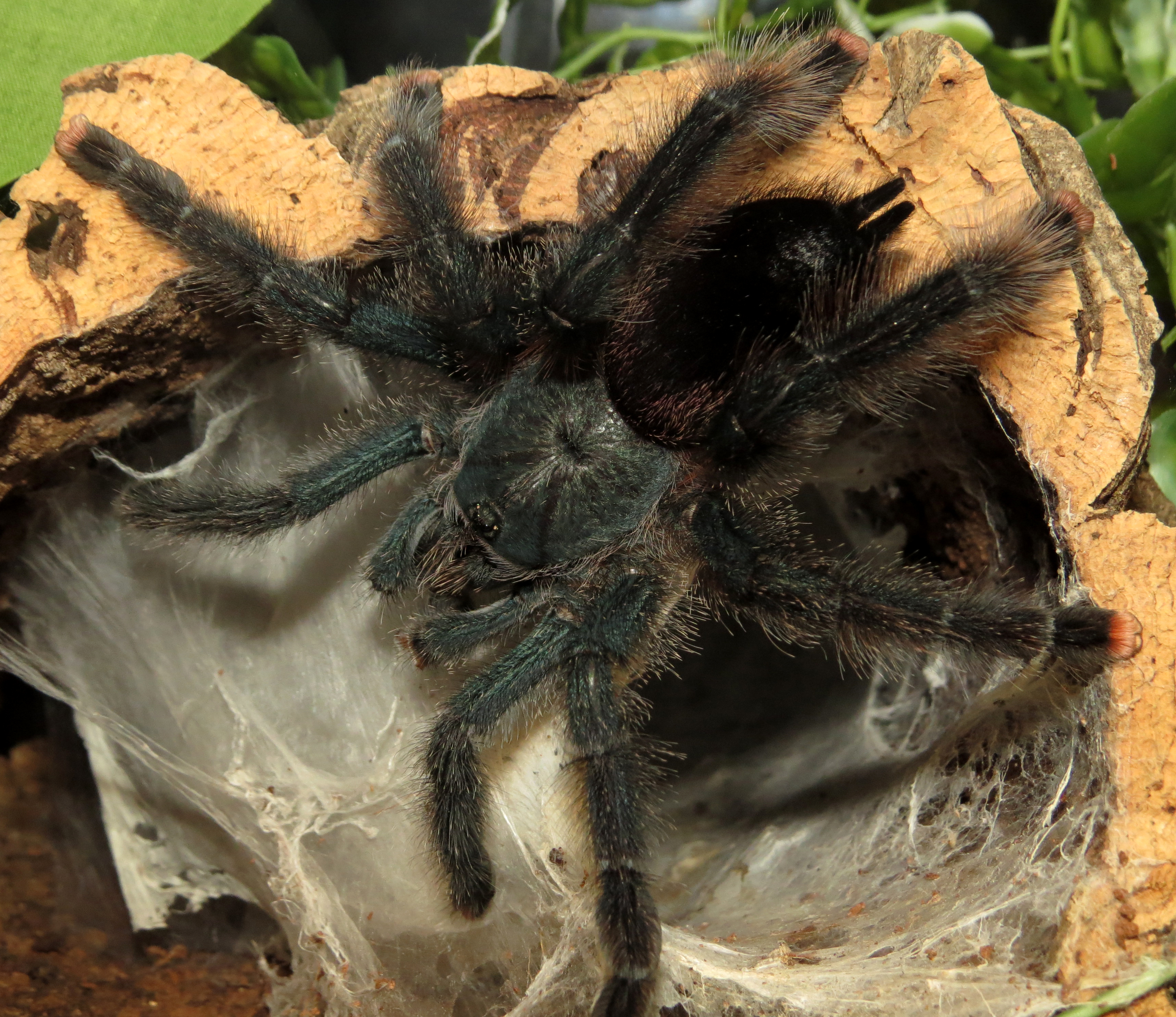 Skyler (♀ Avicularia avicularia 5")