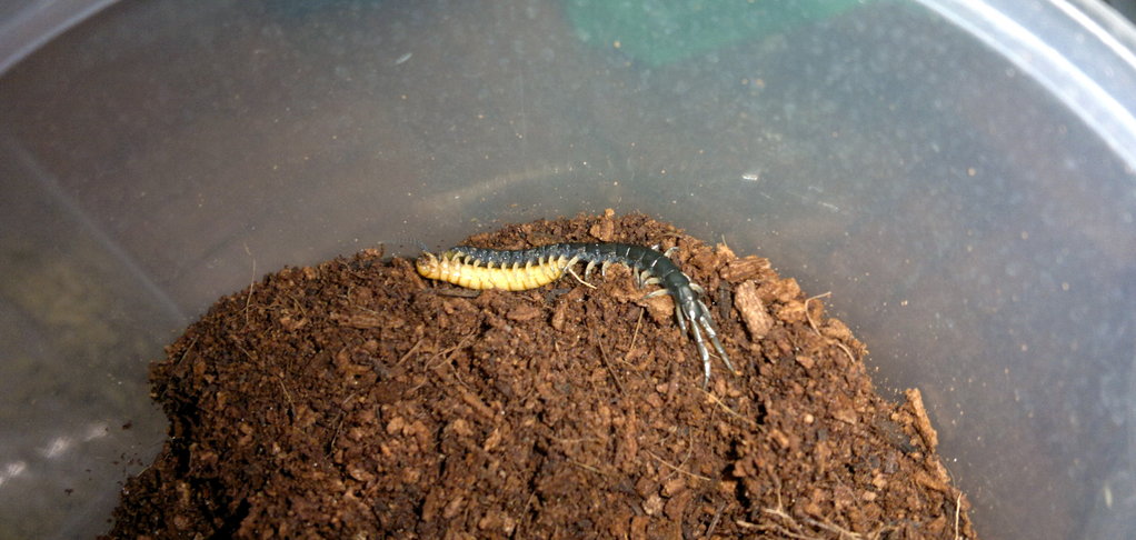 small black pede