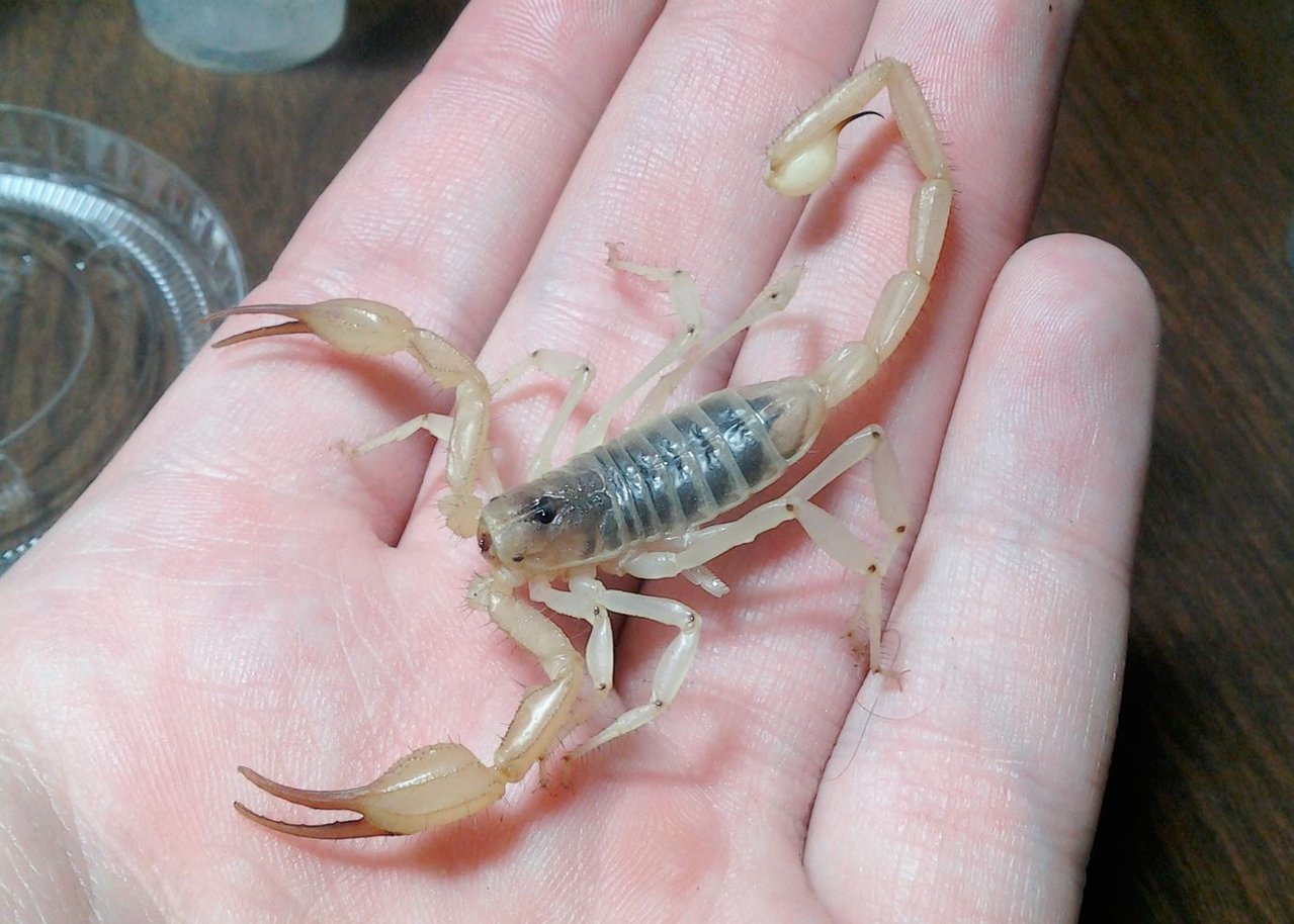 Smeringurus aridus