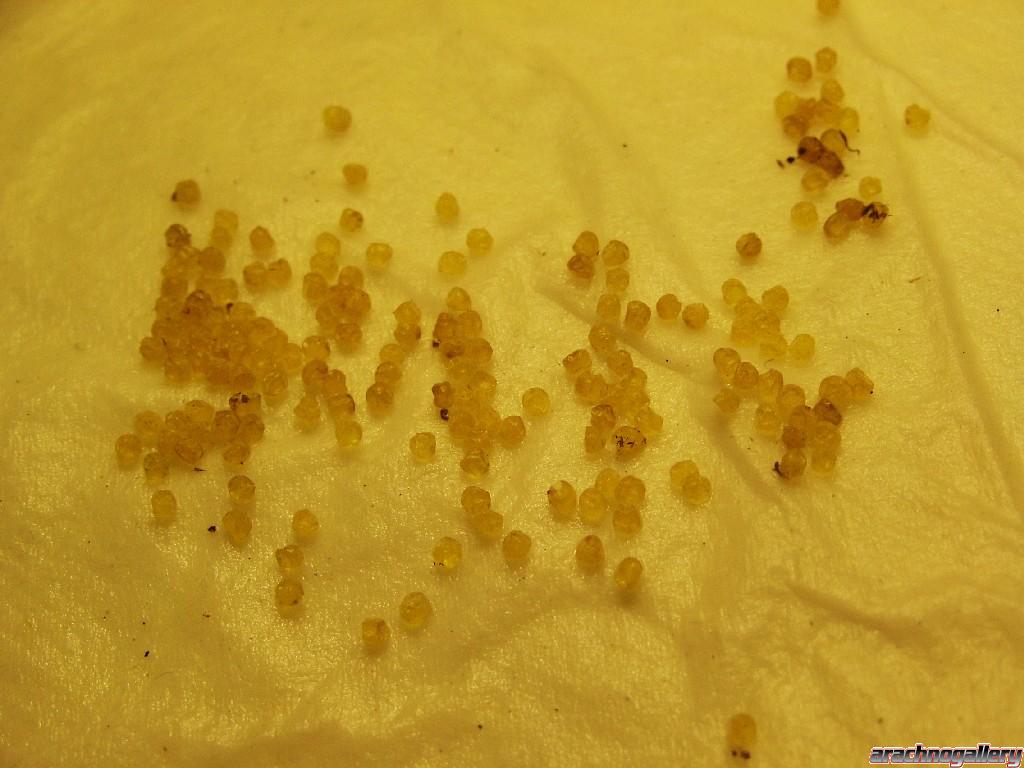 smithi eggs