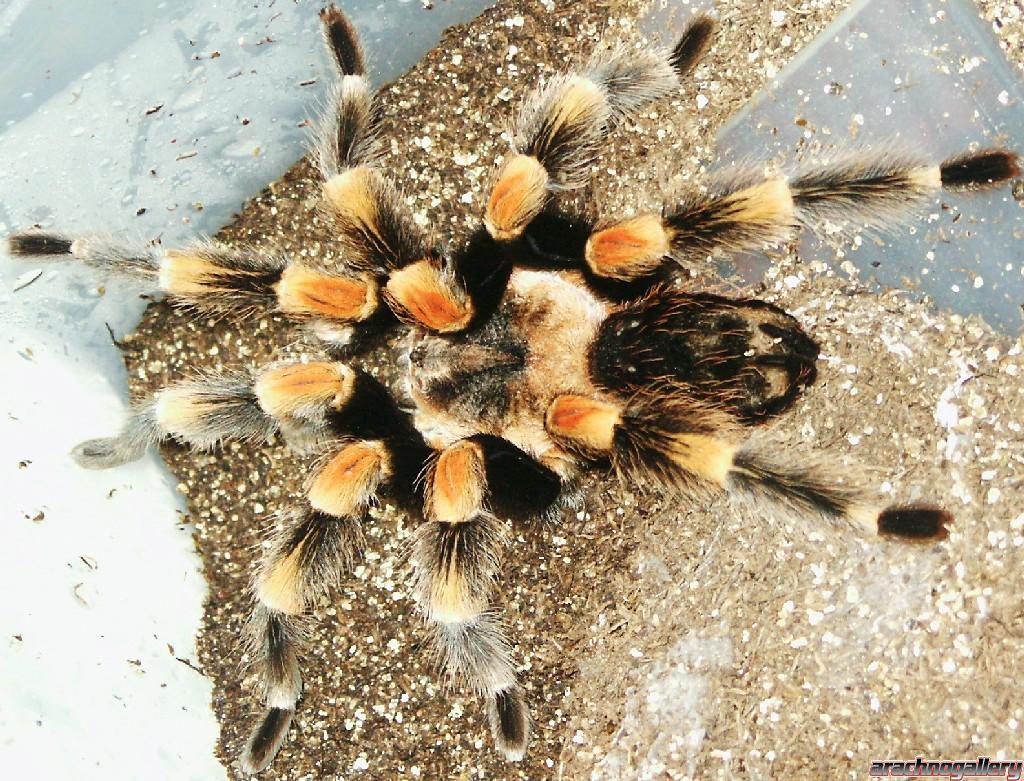 smithi mature male