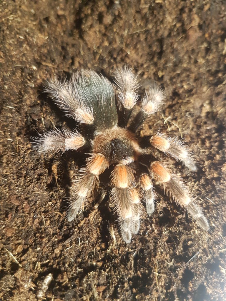 Smithi or hamorii? (Or some hybrid..)