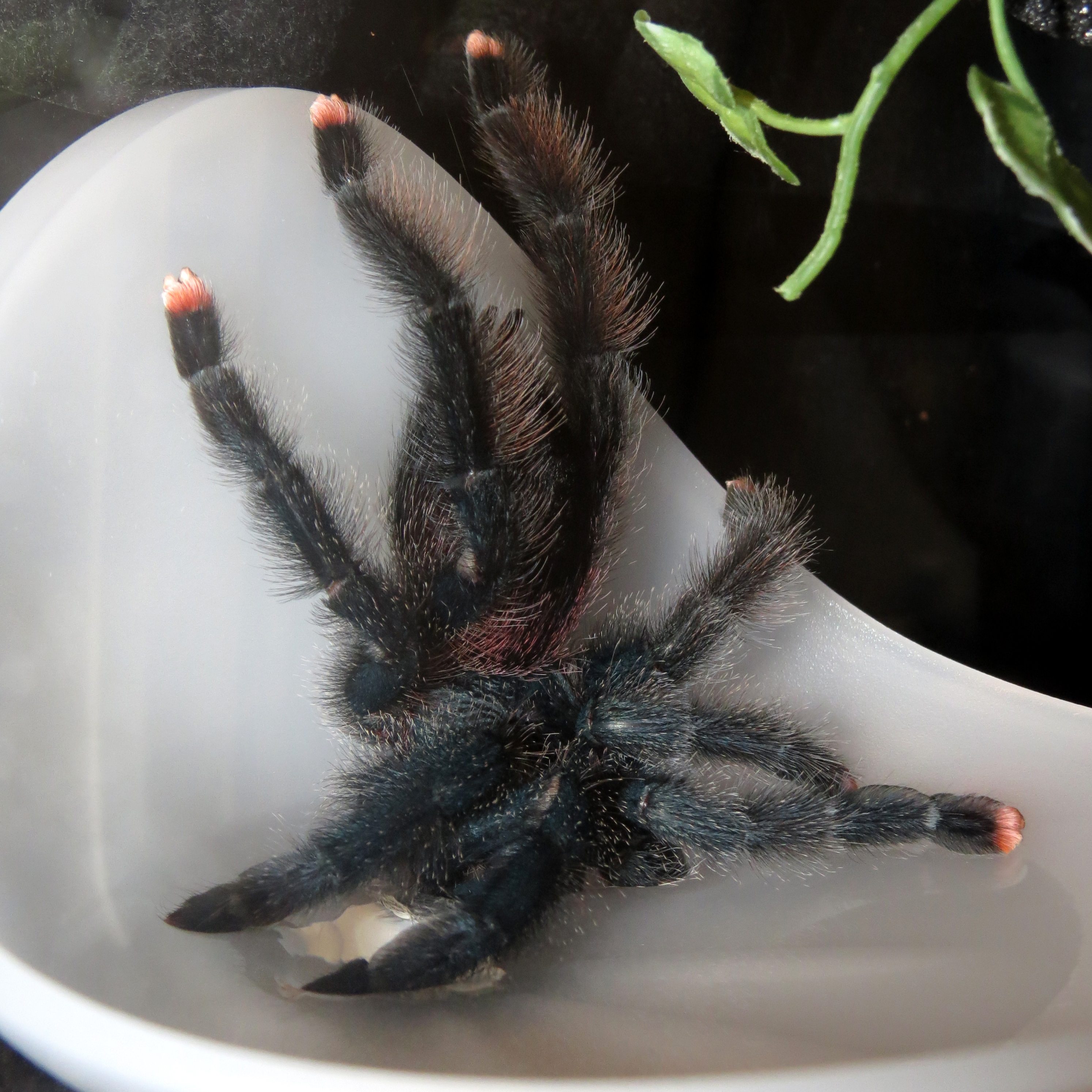 So Thirsty! (♀ Avicularia avicularia 5")