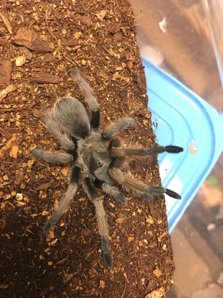 Sold as A. Chalcodes