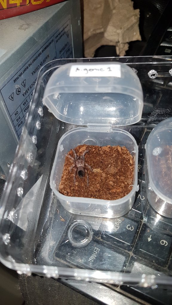 Sold as Acanthoscurria geniculata #1