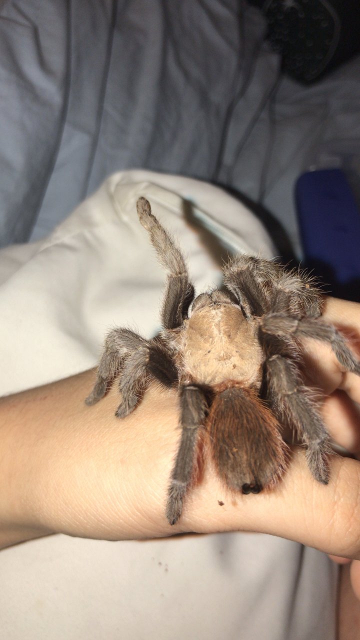 sold as aphonopelma anax