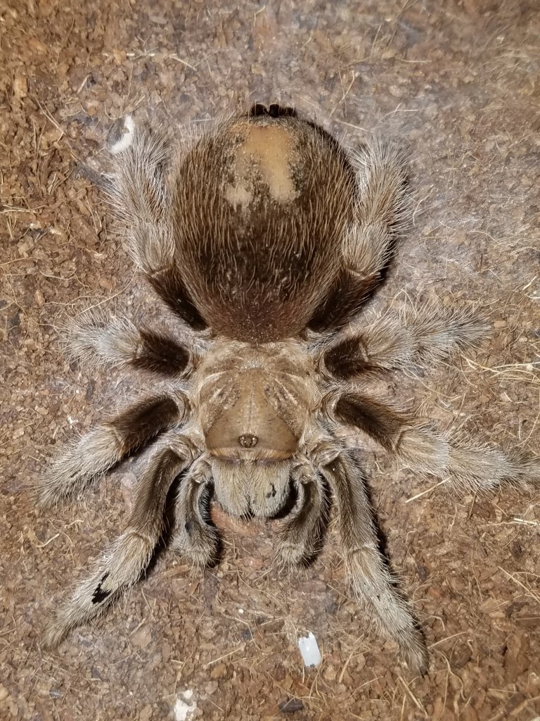 Sold as Aphonopelma eutylenum