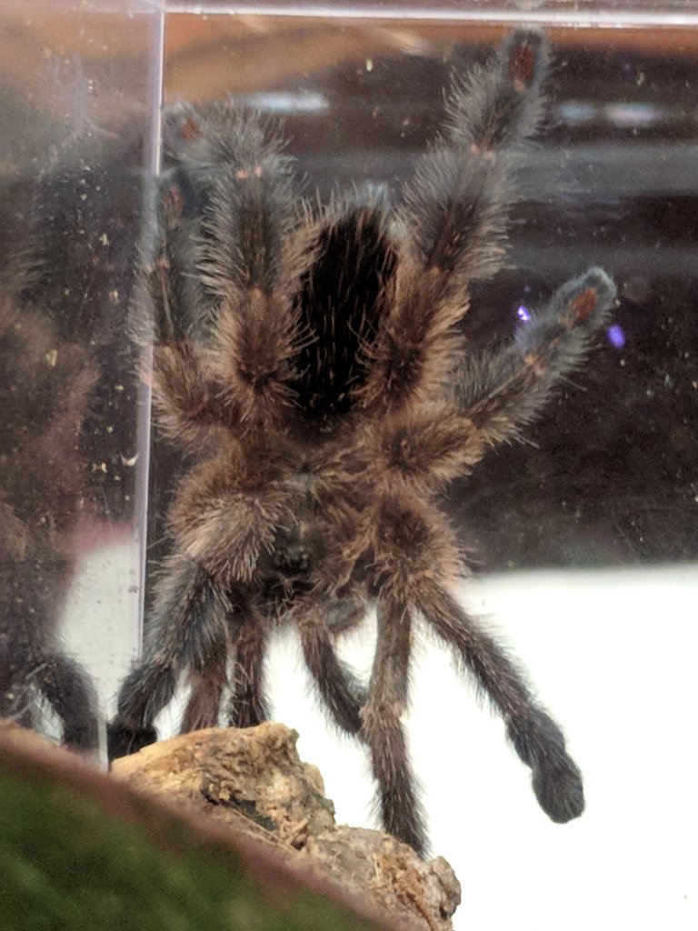 Sold as Avicularia sp. Amazonica