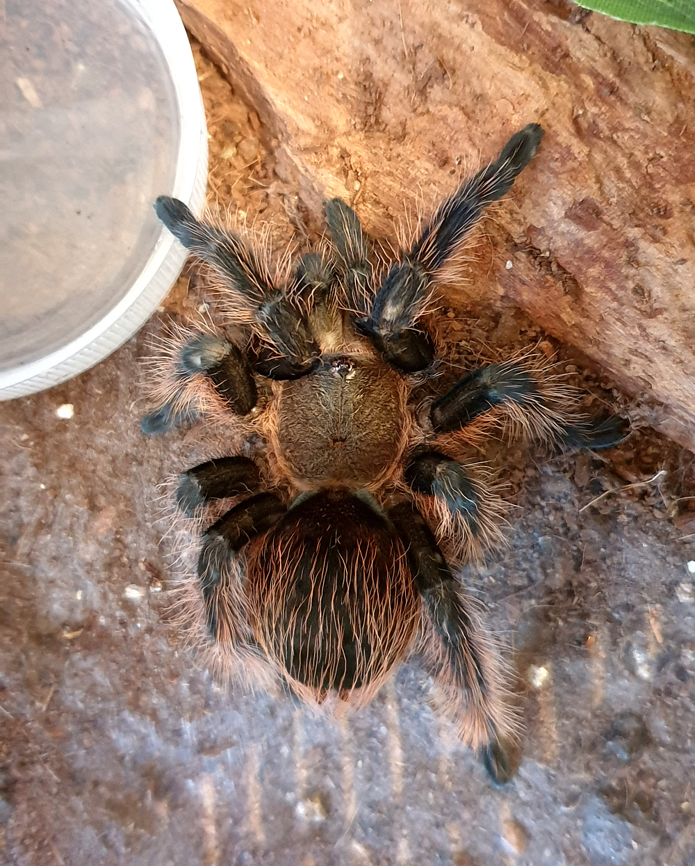 Sold as B. vagans? 2/3