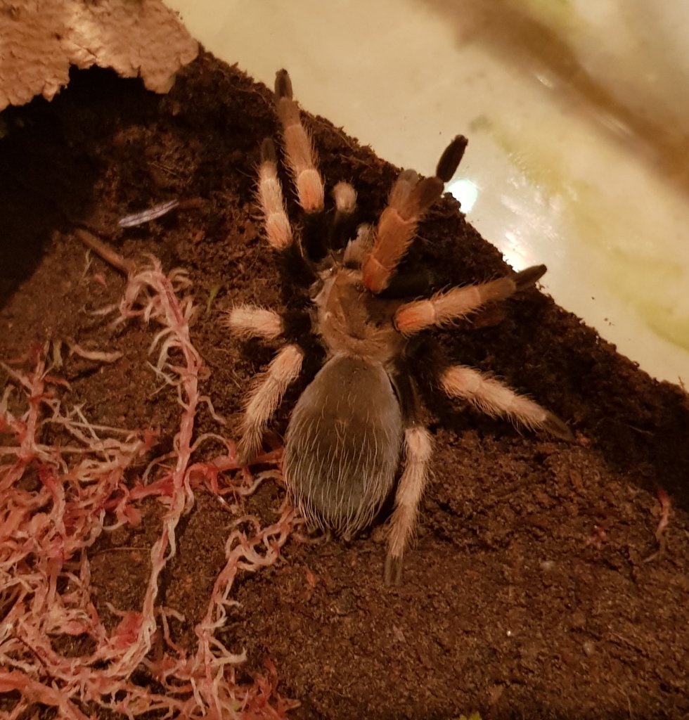 Sold as Brachypelma baumgarteni