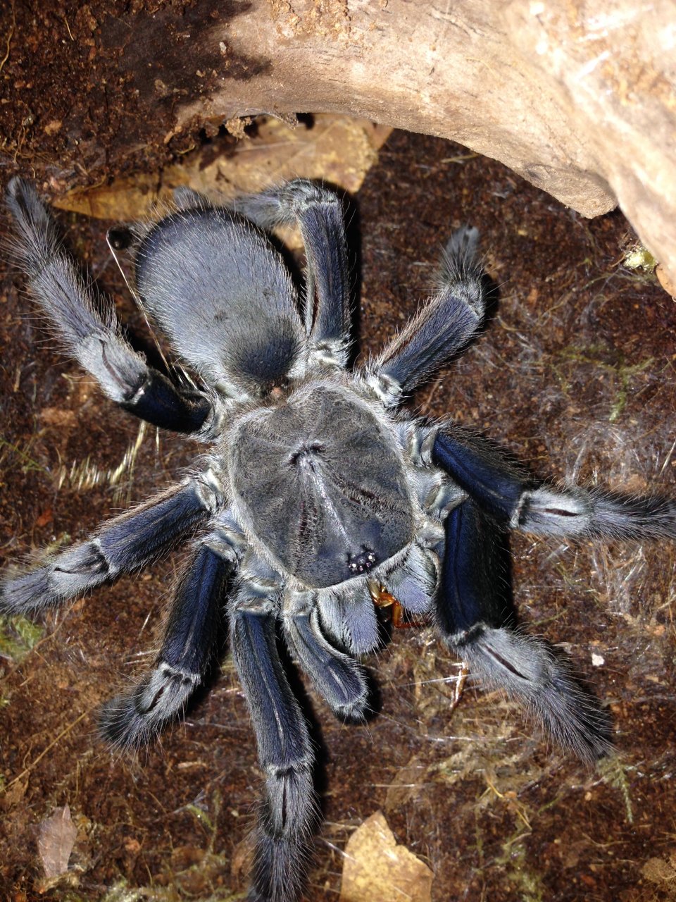 Sold as C. minax?? Possibly Chilobrachys??
