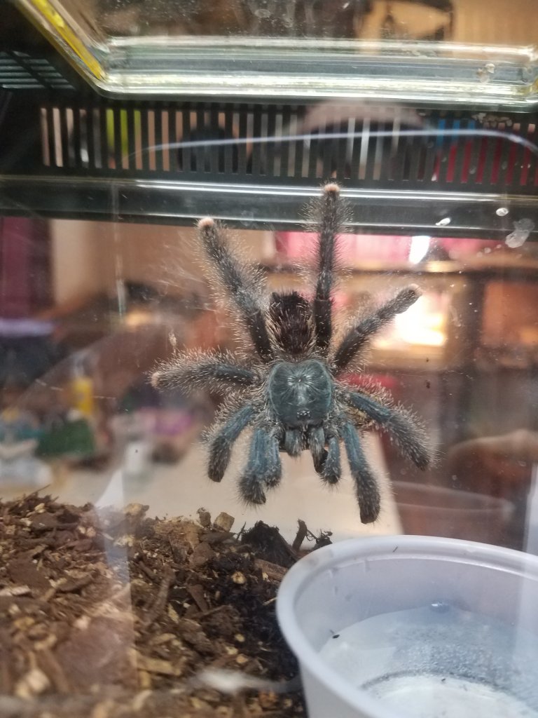 Sold as Caribena versicolor