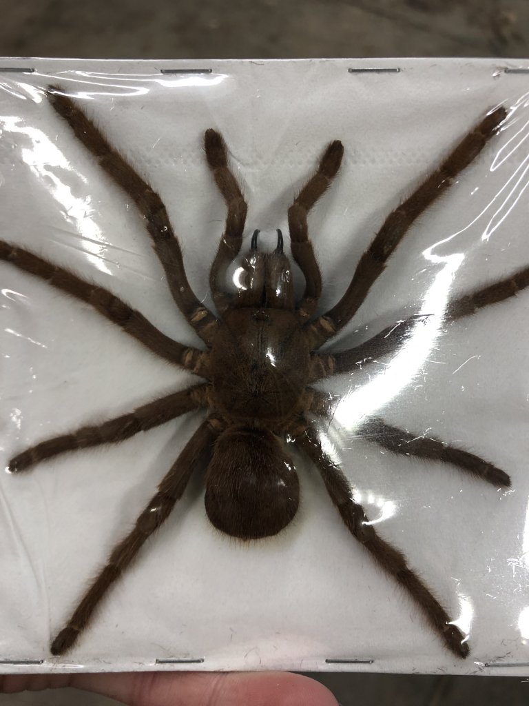 Sold as Citharacanthus spinicrus (ex Eurypelma spinicrus)