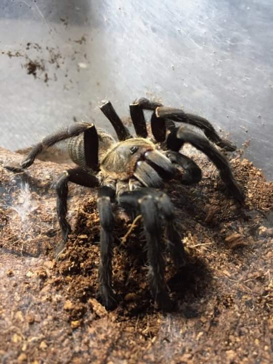 Sold As Cyriopagopus vonwirthi or Cyriopagopus albostriatus