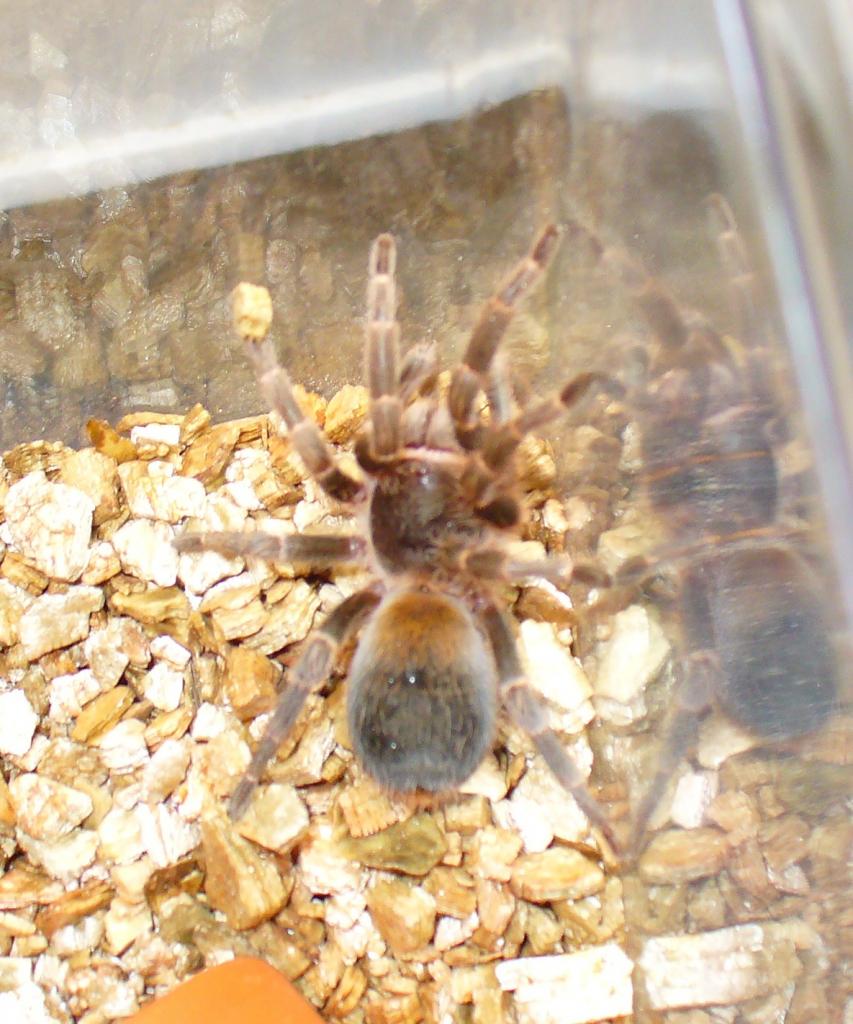 Sold As Fire Tarantula