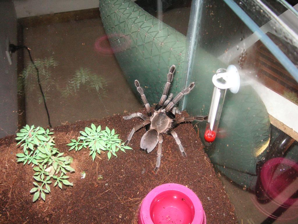 Some of my Australian Spiders