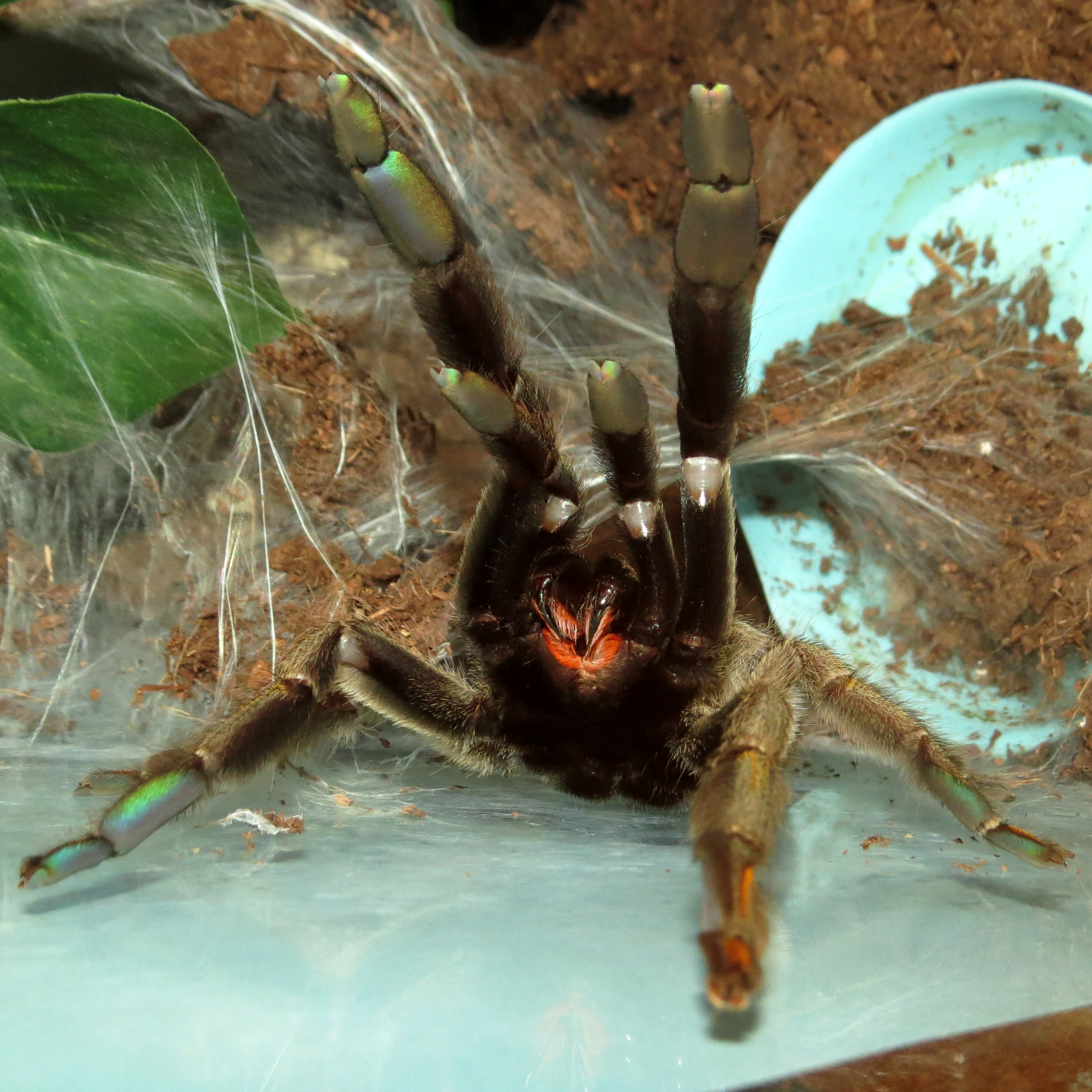 Someone's Cranky (♀ Psalmopoeus cambridgei 5")