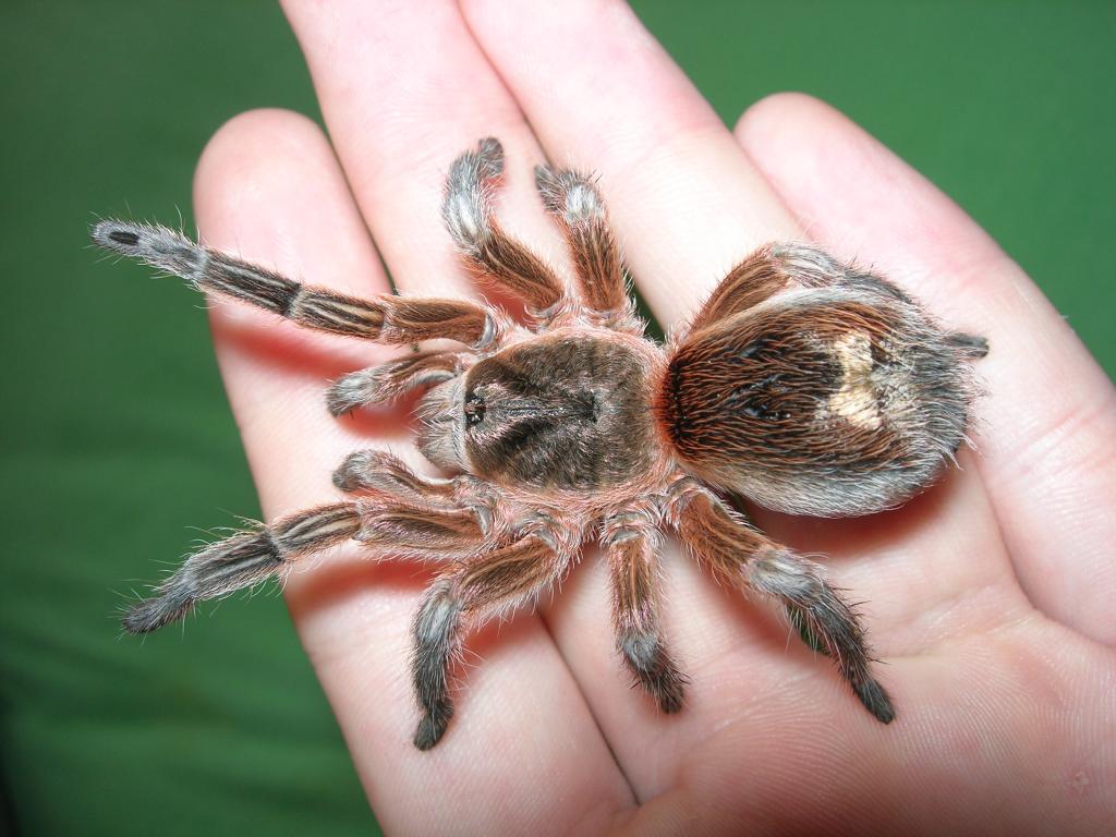 Spider, bought as G. rosea.