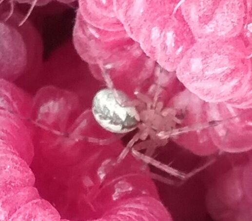 spider in my raspberries