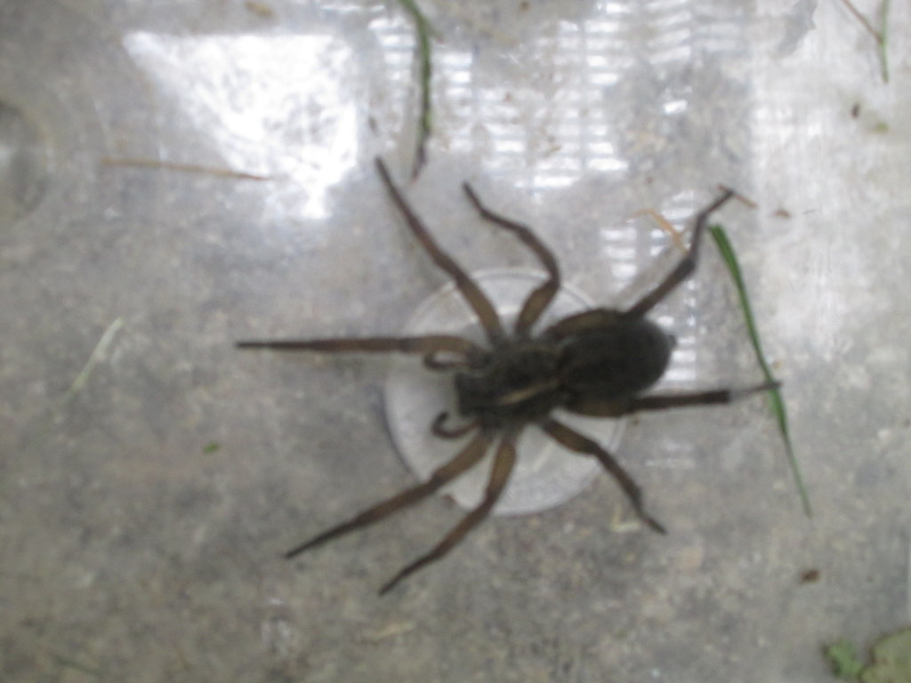 Spider "Wulfie"; Tigrosa helluo