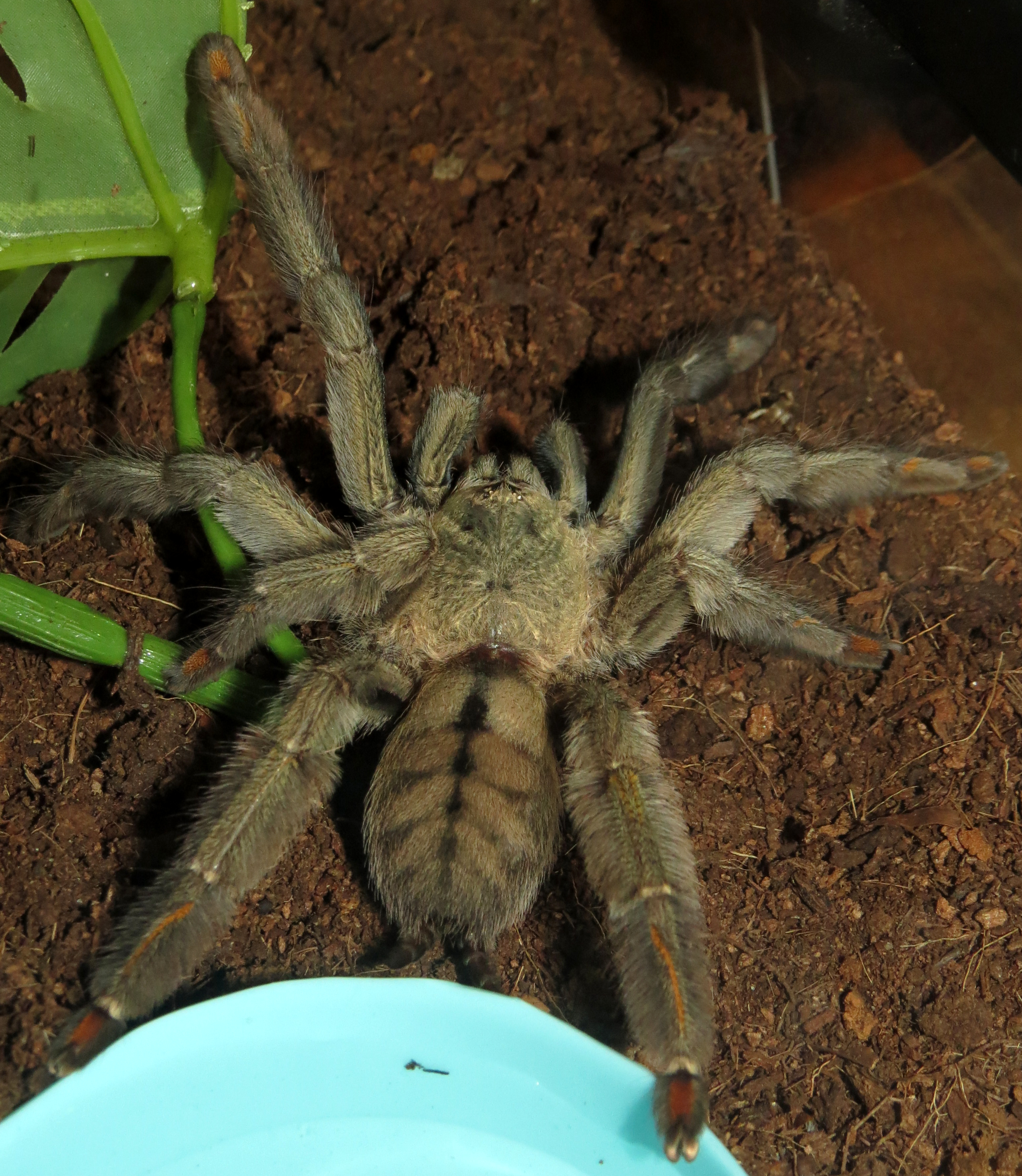 Squirt (♀ Psalmopoeus cambridgei 5")