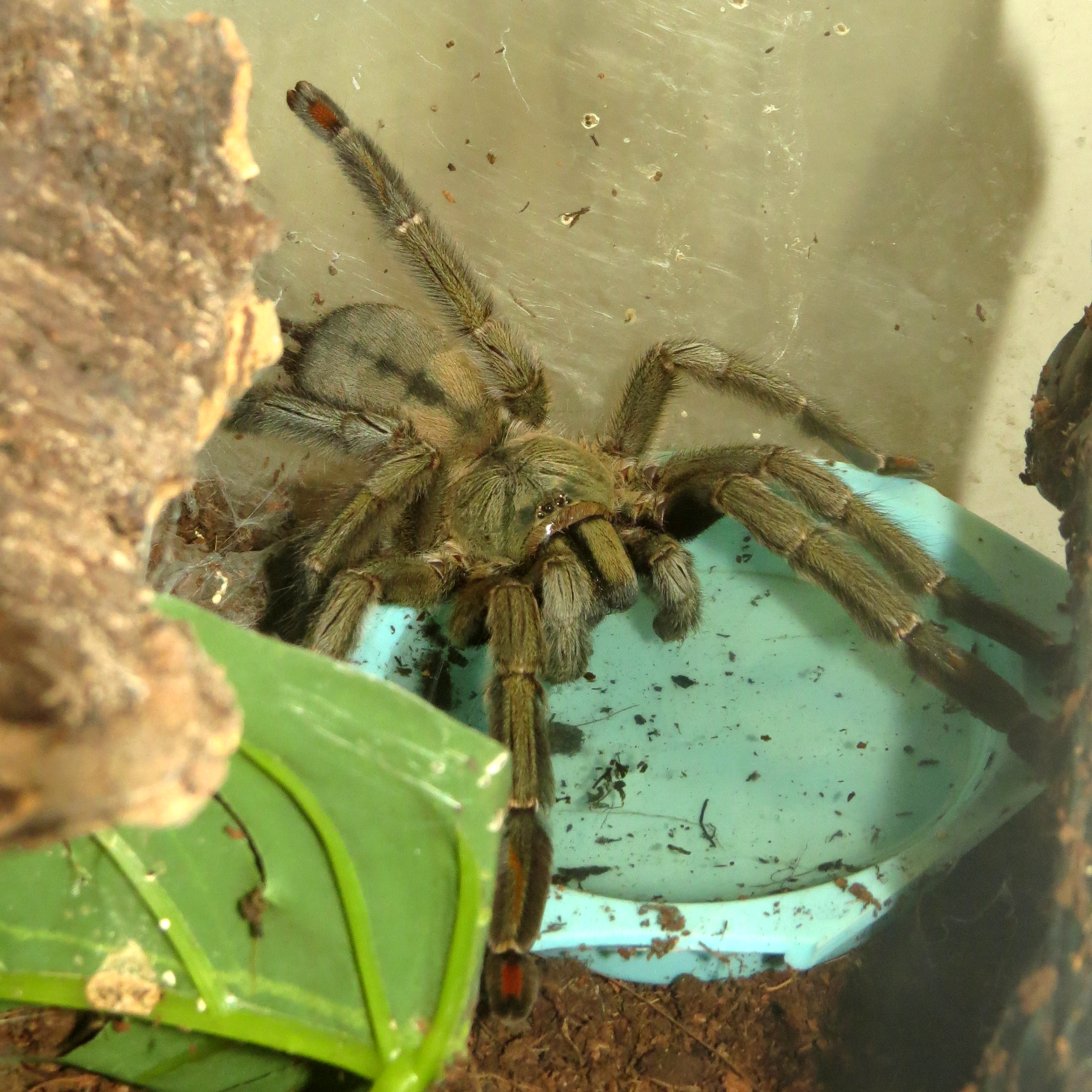 Squirt (♀ Psalmopoeus cambridgei 6")