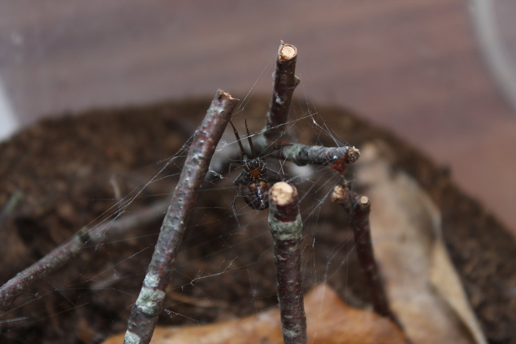 Steatoda grossa female