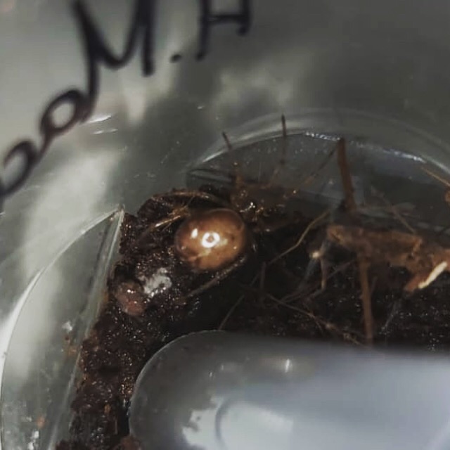 Steatoda Nobilis