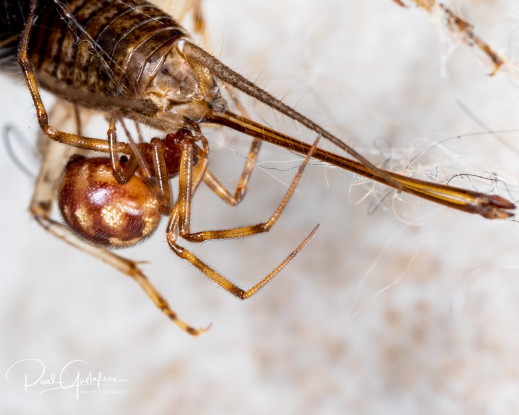 Steatoda triangulosa, Triangulate Cobweb Spider